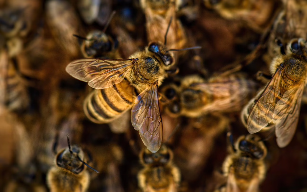 bees, wings, insects, honey, nature, pollination, pollen, honeycomb, yellow, hive, beehive, buzz, sting, brown nature, brown natural, brown bee, bees, bees, bees, bees, bees